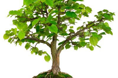 bonsai-aus-heimischen-baeumen