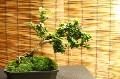 bonsai-luftwurzeln