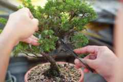 bonsai-stecklinge