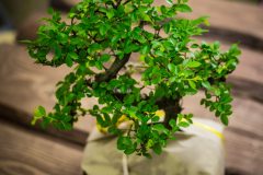 bonsai-ulme-pflege