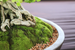 Welche Kriterien es bei dem Kauf die Jadebaum bonsai zu analysieren gibt