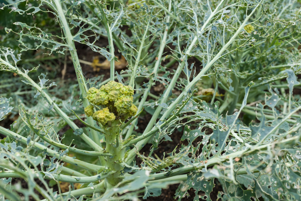 Brokkoli Sizilianisch — Rezepte Suchen