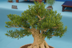 buchsbaum-bonsai