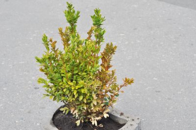 buchsbaum-braune-blaetter
