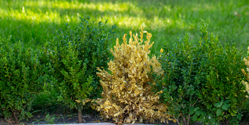 Buchsbaum Buchsbusch Kunstpflanze Kunstblume gelb 20 cm getopft 24517-YEL F69 