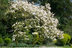 Magnolia unterpflanzen