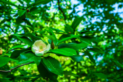 Magnolia Mehltau