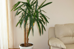 Yucca Zimmerpflanze