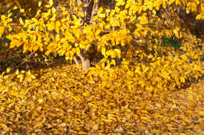 Magnolie Rückschnitt Herbst