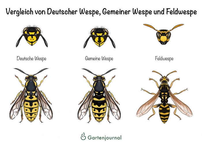 Vergleich von Deutscher Wespe, Gemeiner Wespe und Feldwespe