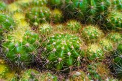 echinocactus-grusonii-giftig