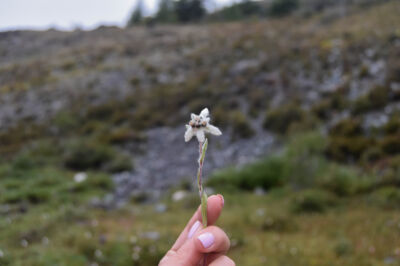 edelweiss-pfluecken