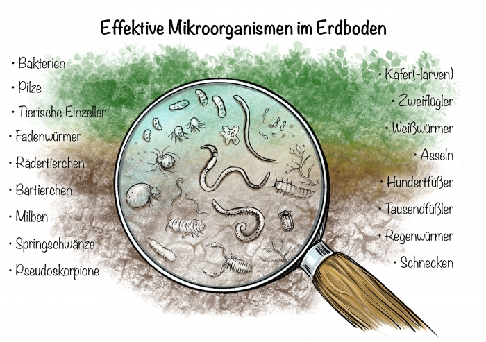 Die Top Testsieger - Finden Sie bei uns die Effektiven mikroorganismen Ihrer Träume