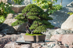 Jadebaum bonsai - Unsere Auswahl unter den verglichenenJadebaum bonsai!