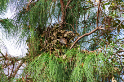 eichhoernchen-nest