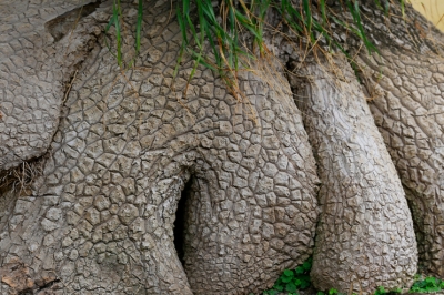 elefantenfuss-umtopfen
