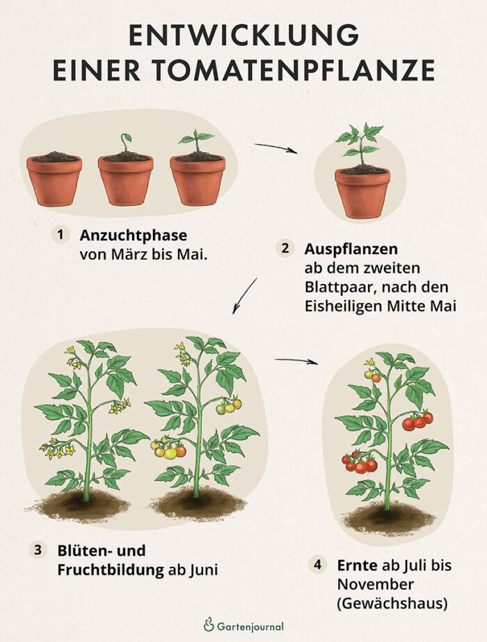 Entwicklungsphasen von Tomatenpflanzen als Illustration