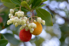 semillas Erdbeer-Baum vitaminreich Büro prächtig semi Samen vorziehen 
