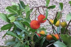 erdbeerbaum-frucht
