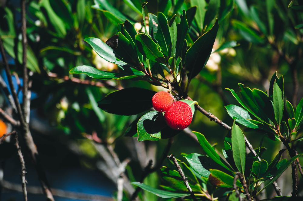Winterhart & immergrün 2 Stecklinge Erdbeerbaum Bewurzelungspulver Laubgehölz 