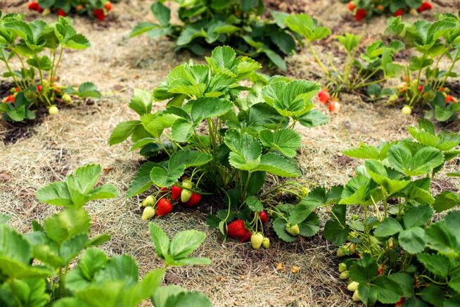 Erdbeeren mit Stroh als Mulch