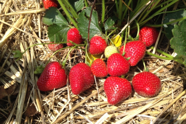 erdbeeren-pflanzen