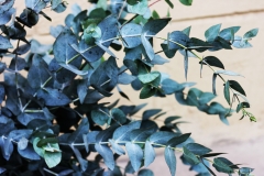 Auf welche Faktoren Sie zu Hause bei der Wahl der Eucalyptus deglupta bonsai Aufmerksamkeit richten sollten!