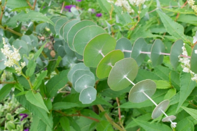 eukalyptus-topfpflanze
