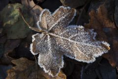 feldahorn-hecke-winter