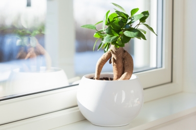 ficus-ginseng-groesse