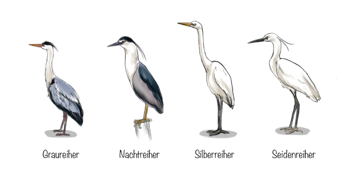 Der Fischreiher: Vier deutsche Arten