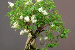 flieder-bonsai