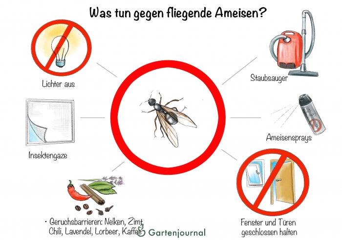 Was tun gegen fliegende Ameisen?