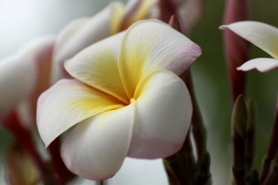frangipani-alba-pflege