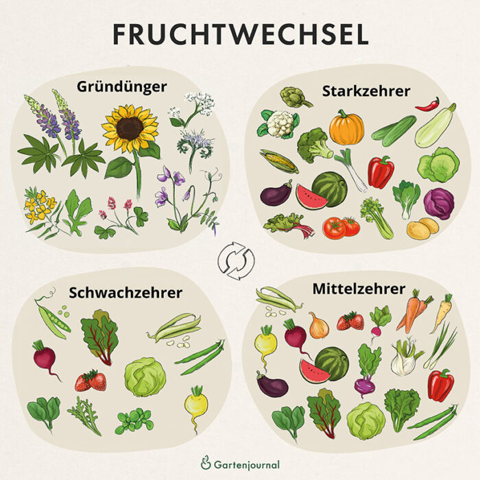 Fruchtwechsel im Gemüsegarten als Illustration
