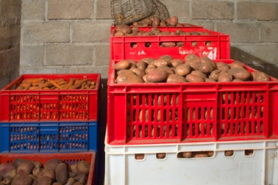 fruehkartoffeln-lagern
