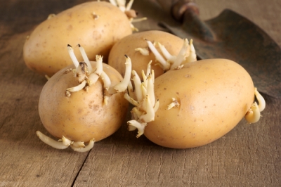fruehkartoffeln-vorkeimen