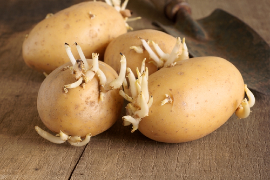 Kartoffeln keimen » Vorgekeimte Saatkartoffeln