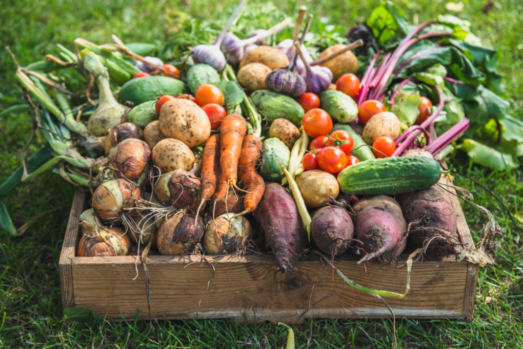 Gemüse ernten » Wann wird was wie geerntet?