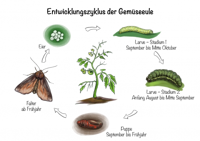 Entwicklungszyklus der Gemüseeule