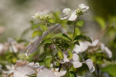 girlanden-hortensie-vermehren