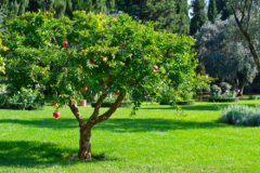 granatapfelbaum
