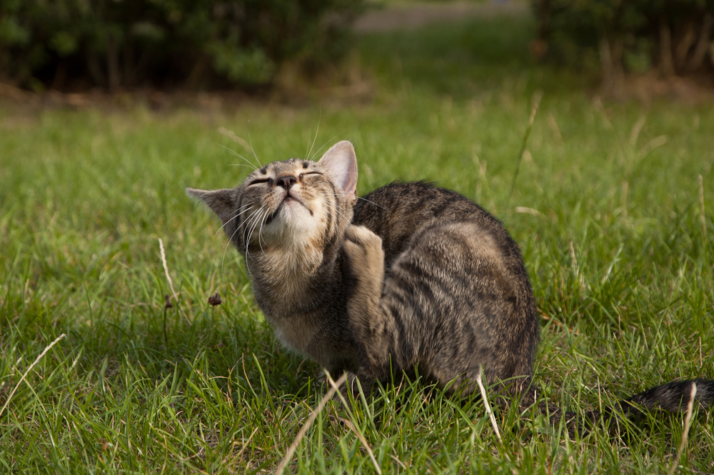 Katze grasmilben Milben bei