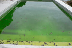 gruene-algen-im-pool