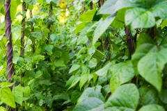 gruene-bohnen-anbauen