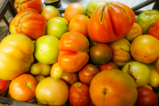 gruene-tomaten