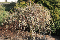 haengende-kaetzchenweide-umpflanzen