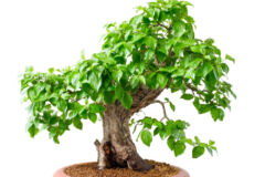 hartriegel-bonsai