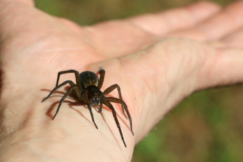 Hauswinkelspinne » Wie gefährlich ist der Biss dieser & anderer Spinnen?