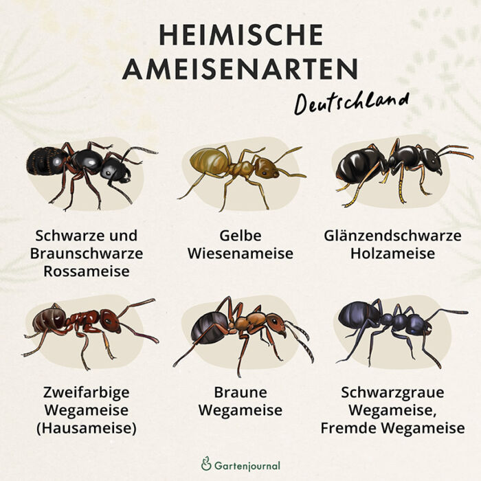 Übersicht heimischer Ameisen in Deutschland als Illustration
